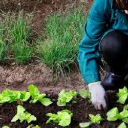 CURSO AGRICULTURA ECOLÓGICA